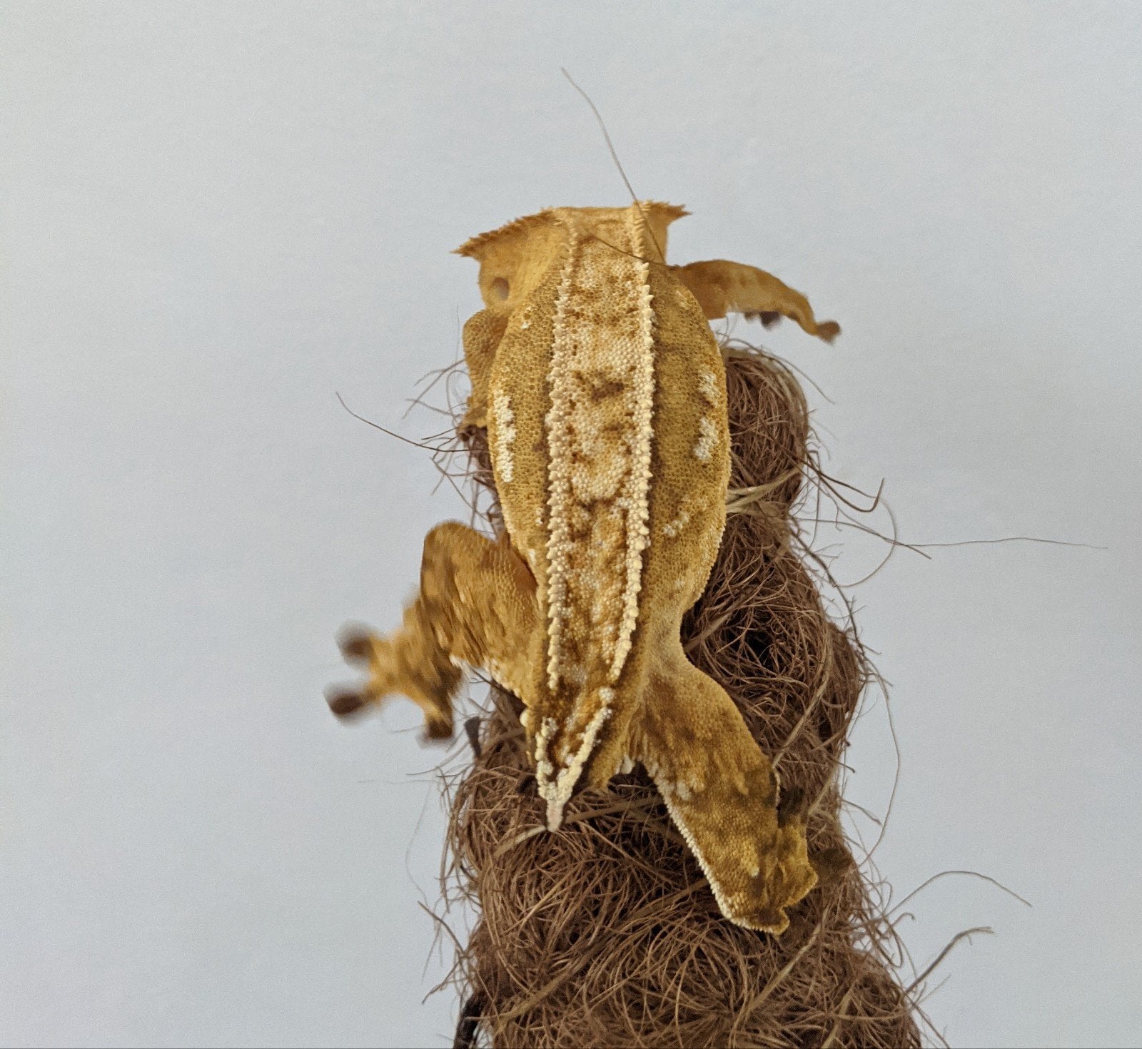 wimpergekko vrouw rtb