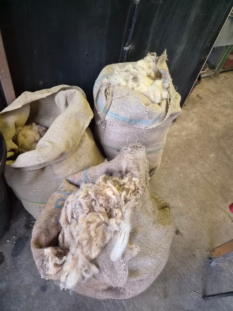 schapenwol gratis, Schaap