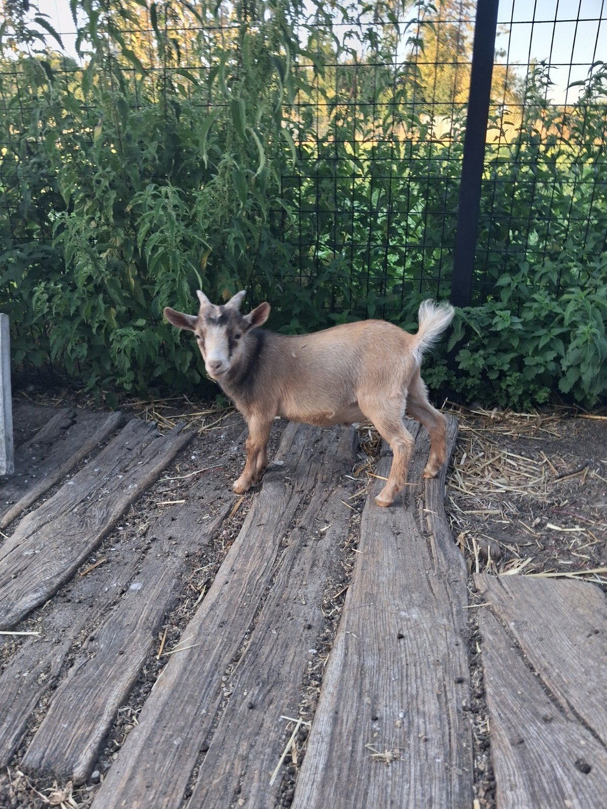 Mini bokje hier geboren, Dieren en Toebehoren, Mannelijk, Geit, 0 tot 2 jaar