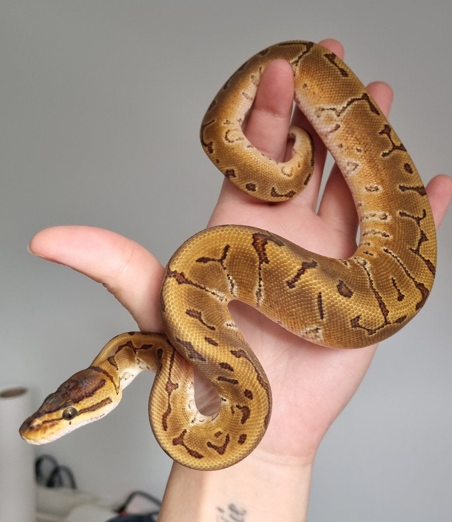 0.1 special pinstripe enchi het piebald koningspython, Dieren en Toebehoren
