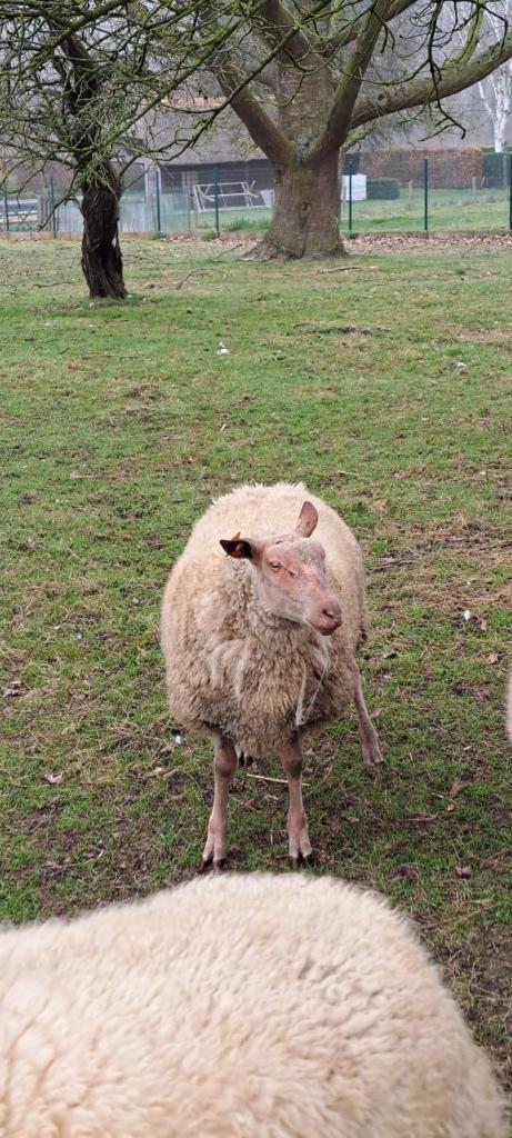 Gram rouge, Mâle, Mouton, 0 à 2 ans
