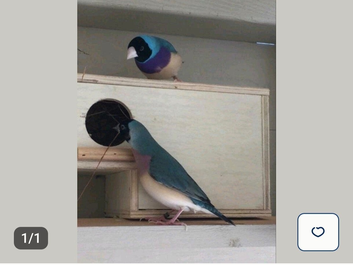 cherche diamant de gould mutation bleue turquoise flash, Femelle