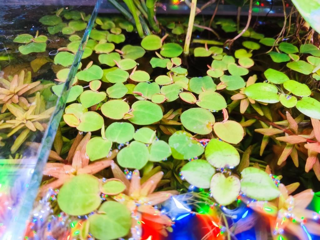 Lentilles d'eau/plantes flottantes aquarium, Dieren en Toebehoren, Ophalen, Gevuld zoetwateraquarium