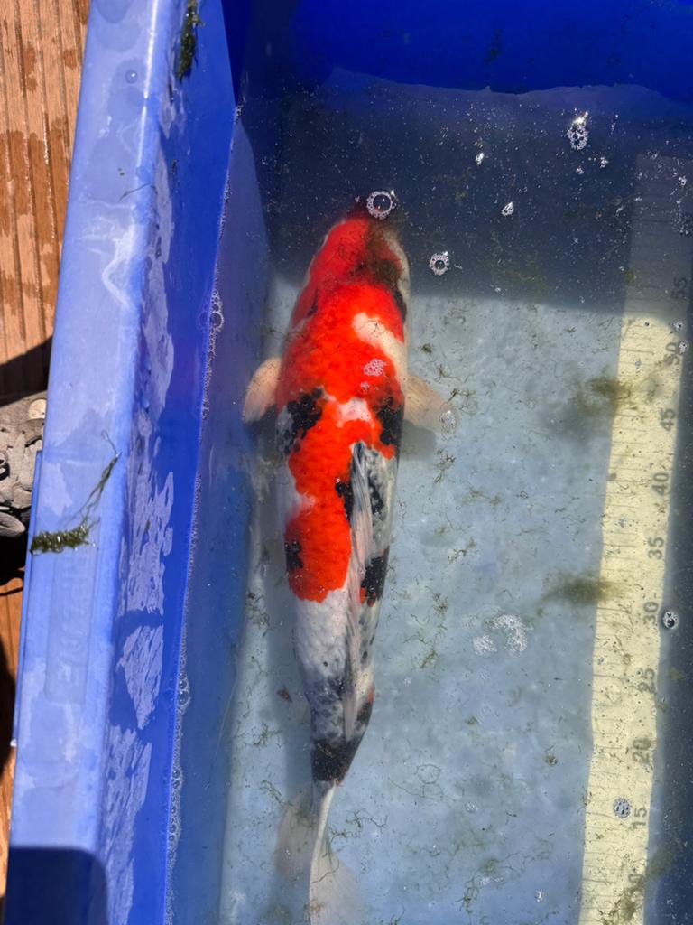 Showa koi momotaro, Dieren en Toebehoren, Karper of Koi