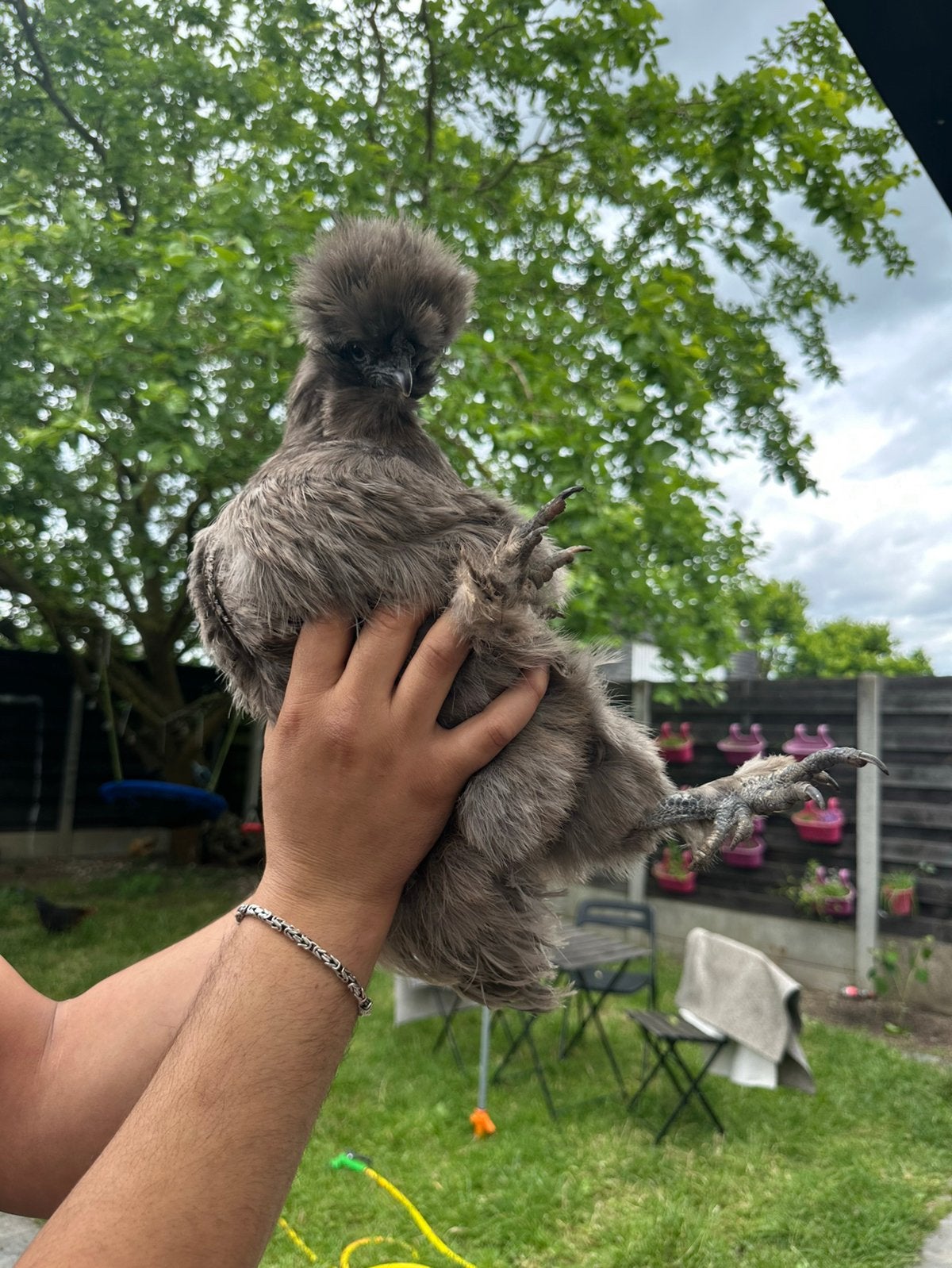 Poulet, Animaux & Accessoires, Chevaux & Poneys | Étalons & Juments poulinières