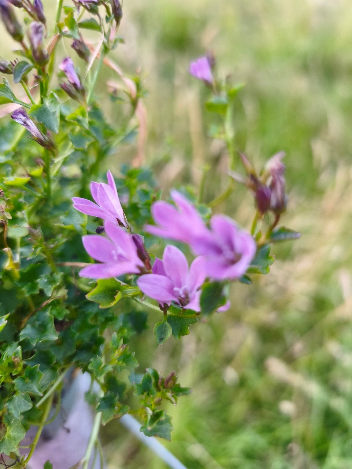 Wintervast: Ambella pink, Tuin en Terras, Ophalen