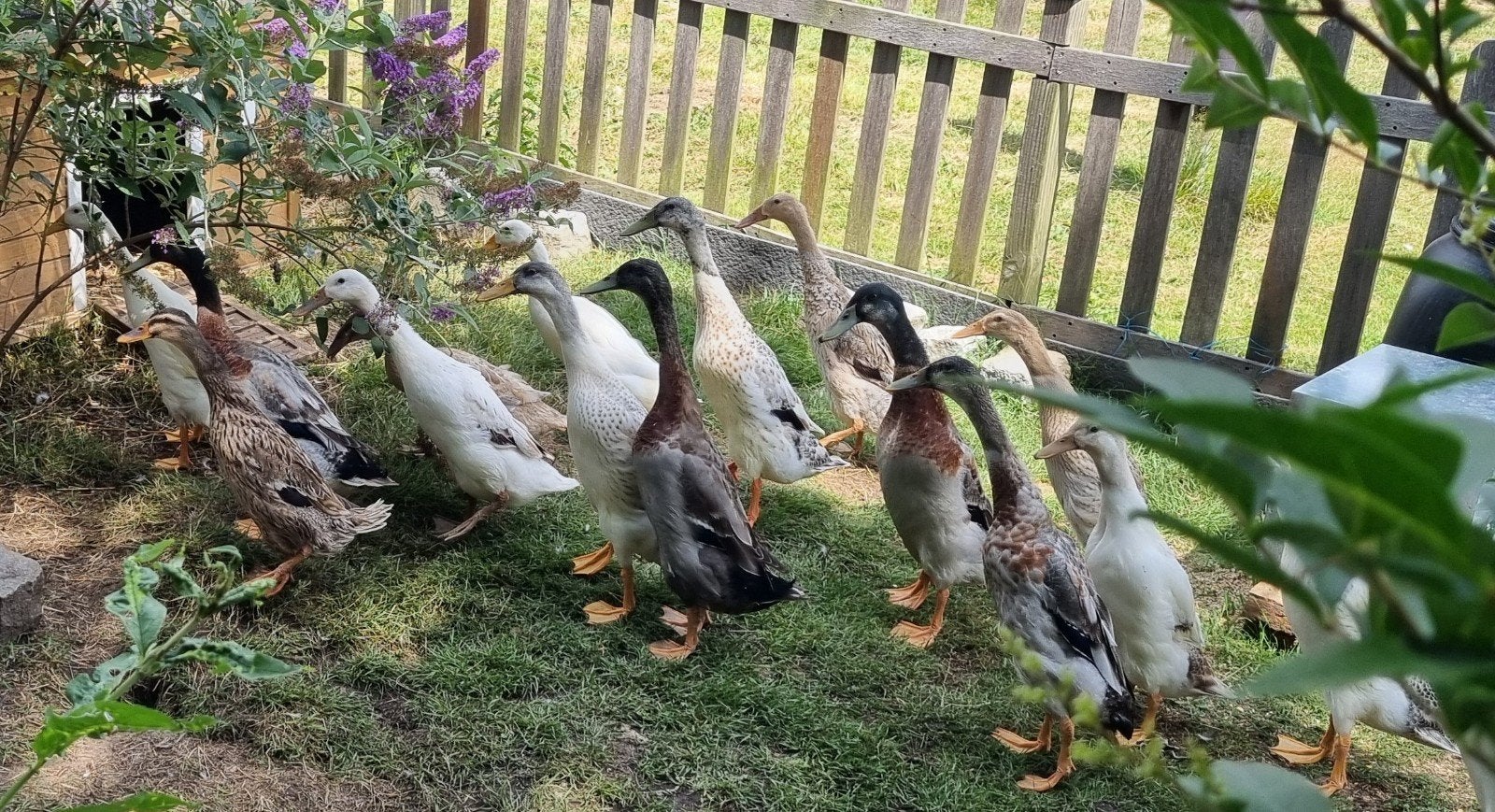 Mooie Indische Loopeenden te koop – Ideale slakkenverdelgers, Animaux & Accessoires, Volatiles