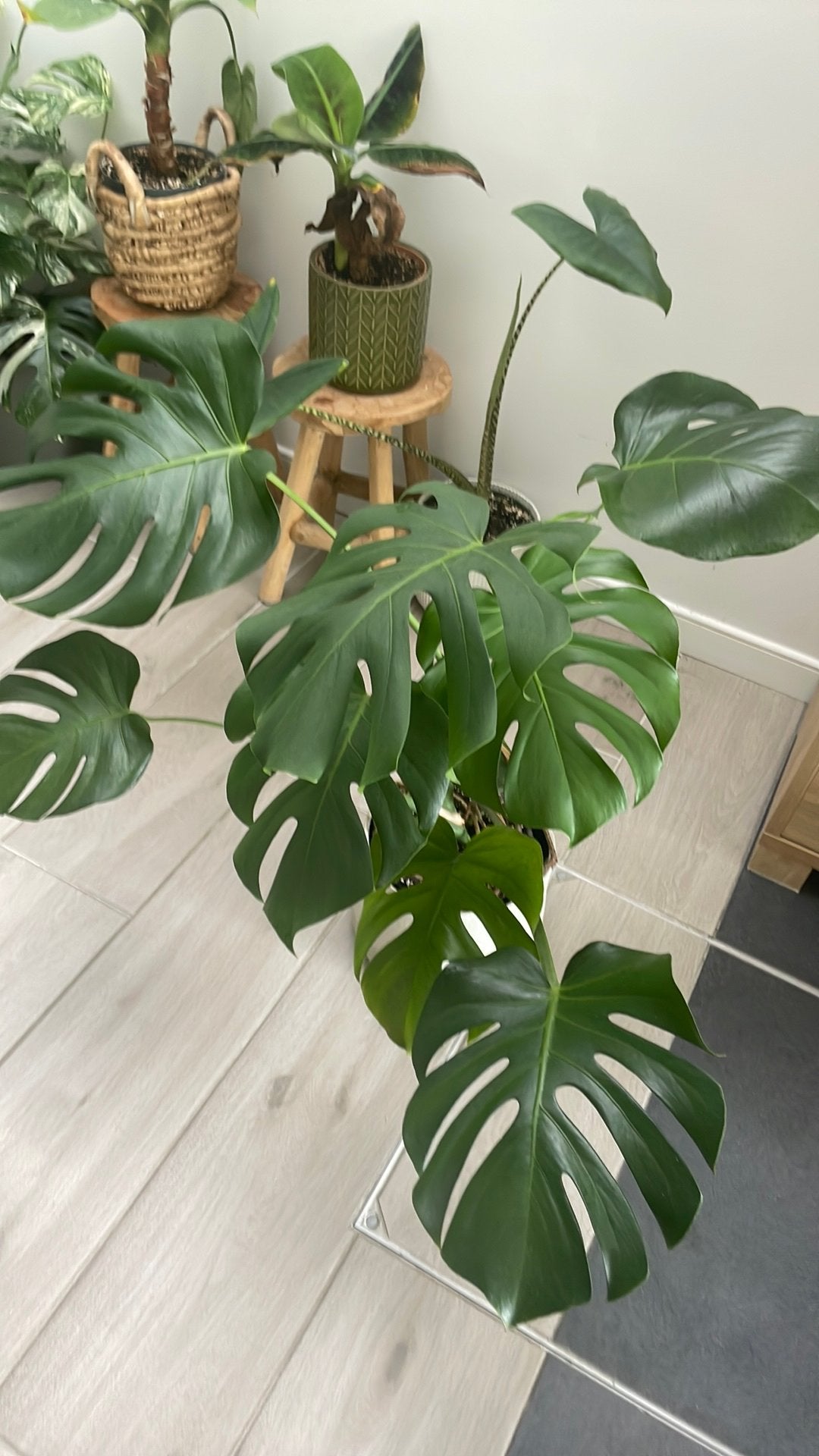 Monstera Deliciosa, Enlèvement, Autres espèces, Ombre partielle, 100 à 150 cm