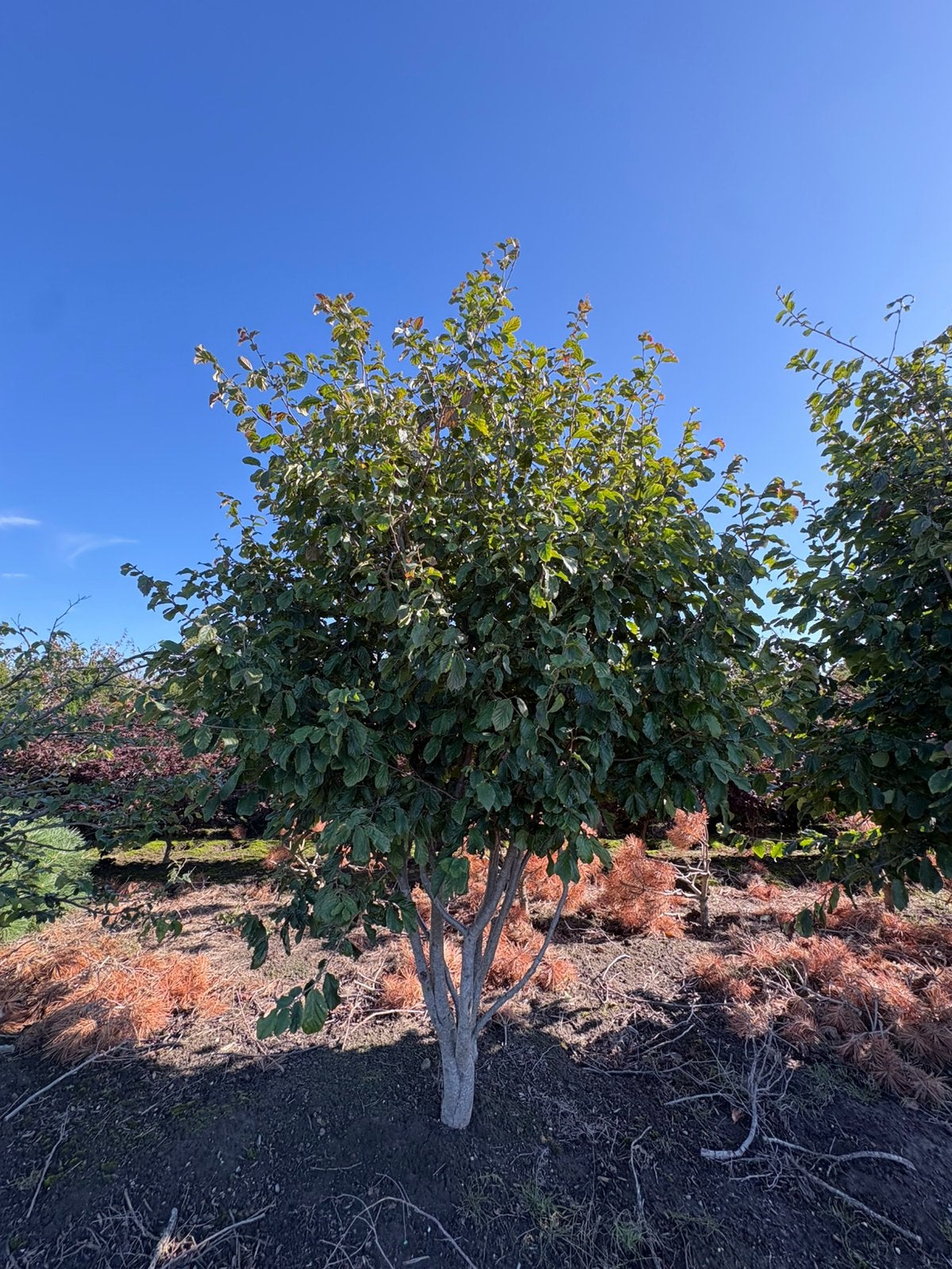 Meerstammige parrotia persica in soorten en maten, Tuin en Terras, Ophalen of Verzenden