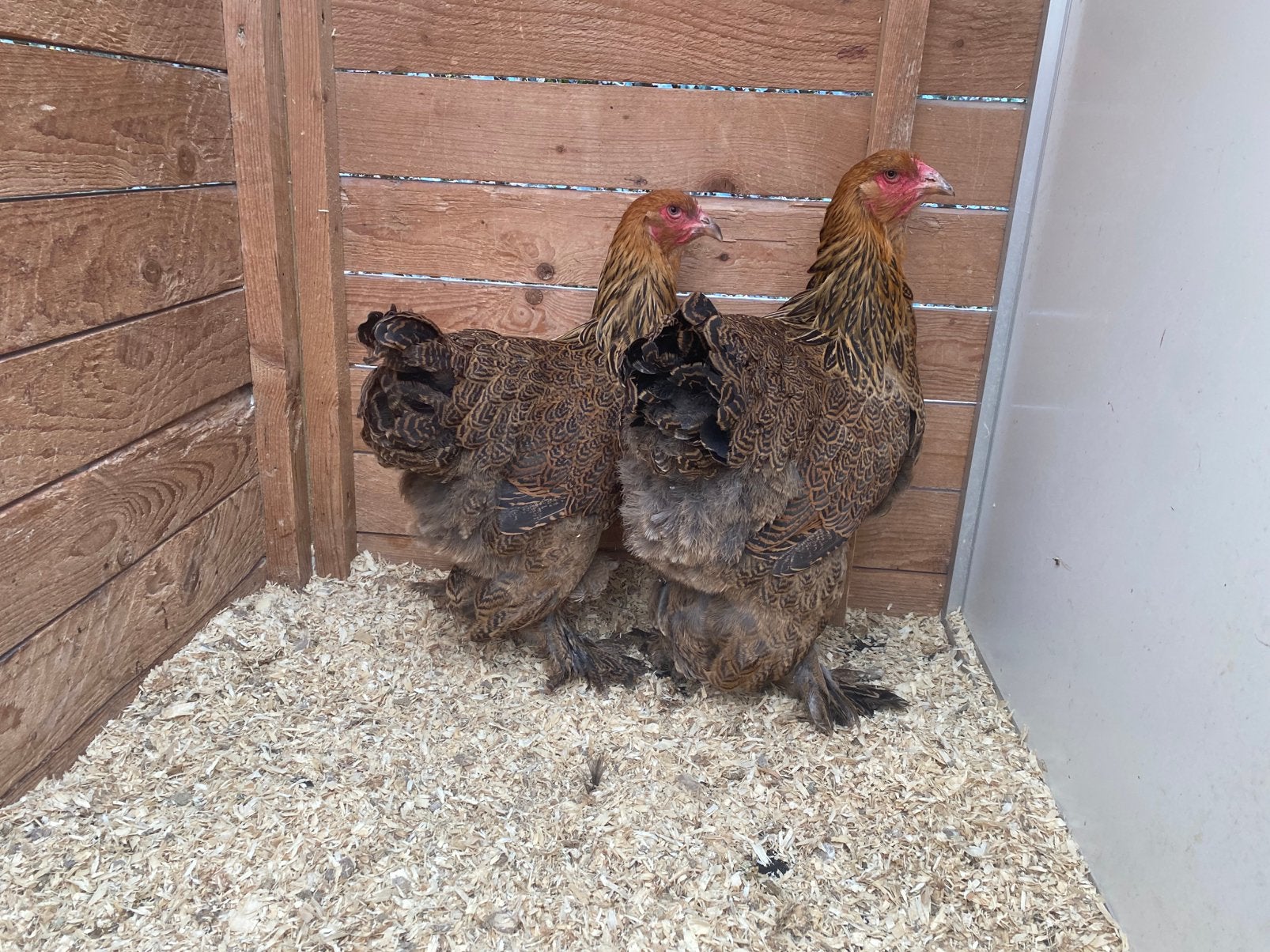 2 brahma meerzomig patrijs hennen, Dieren en Toebehoren