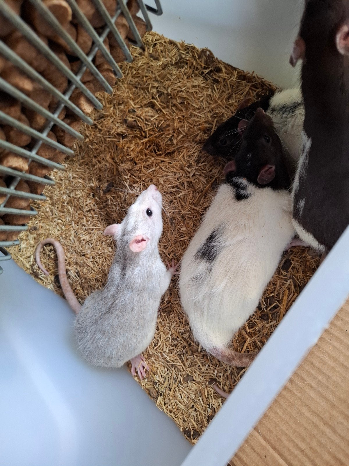 Ratten, Animaux & Accessoires, Rongeurs, Avril, Plusieurs animaux, Rat