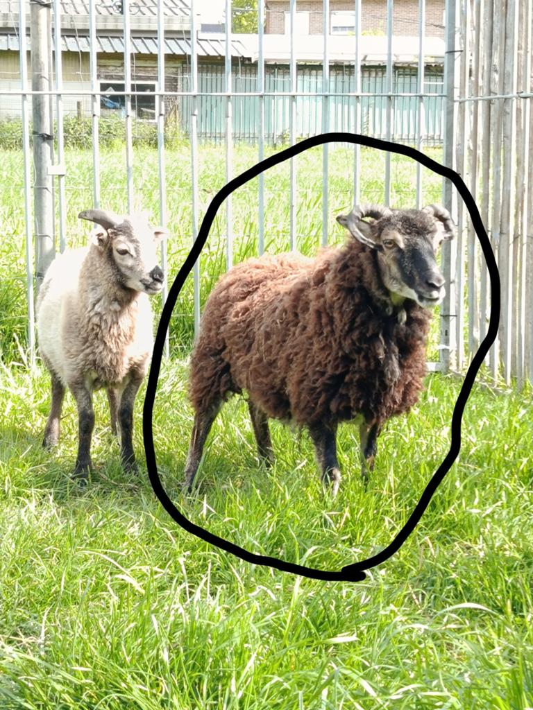 Très petits mini-moutons (brebis), Mouton