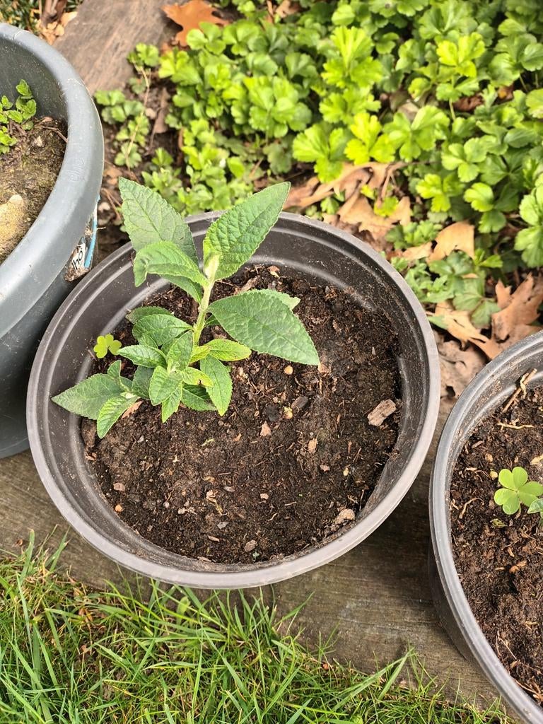 Snel groeiende gele vlinderstruik., Tuin en Terras, Ophalen