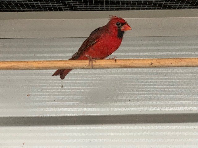 vogels putter en kardinalen, Dieren en Toebehoren, Geringd