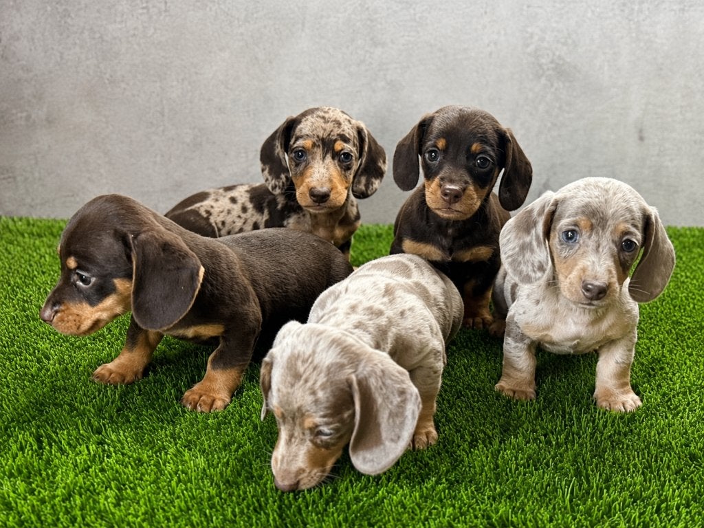 Dwergtekel / Dachshund / Teckel pups eigen fok, Dieren en Toebehoren, België, Fokker | Hobbymatig, CDV (hondenziekte), 8 tot 15 weken