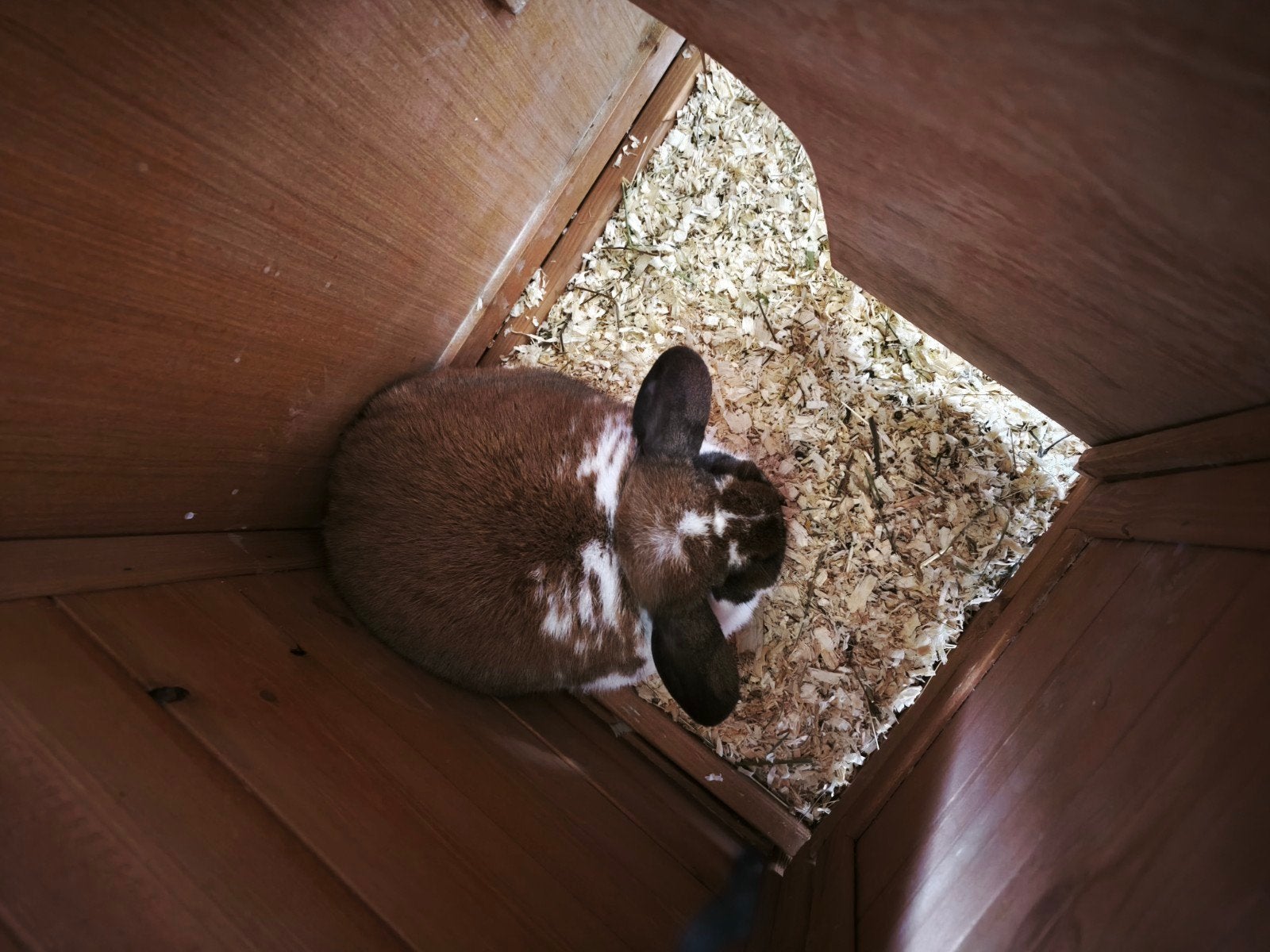 konijnen, Dieren en Toebehoren, Konijnen, Hangoor