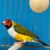 Diamant de Gould, Animaux & Accessoires, Plusieurs animaux, Oiseau chanteur sauvage