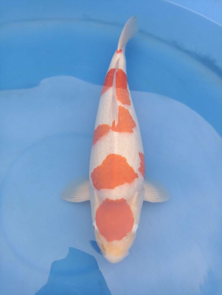 Japanse koi, Animaux & Accessoires, Poissons | Poissons d'étang, Carpe ou Koï