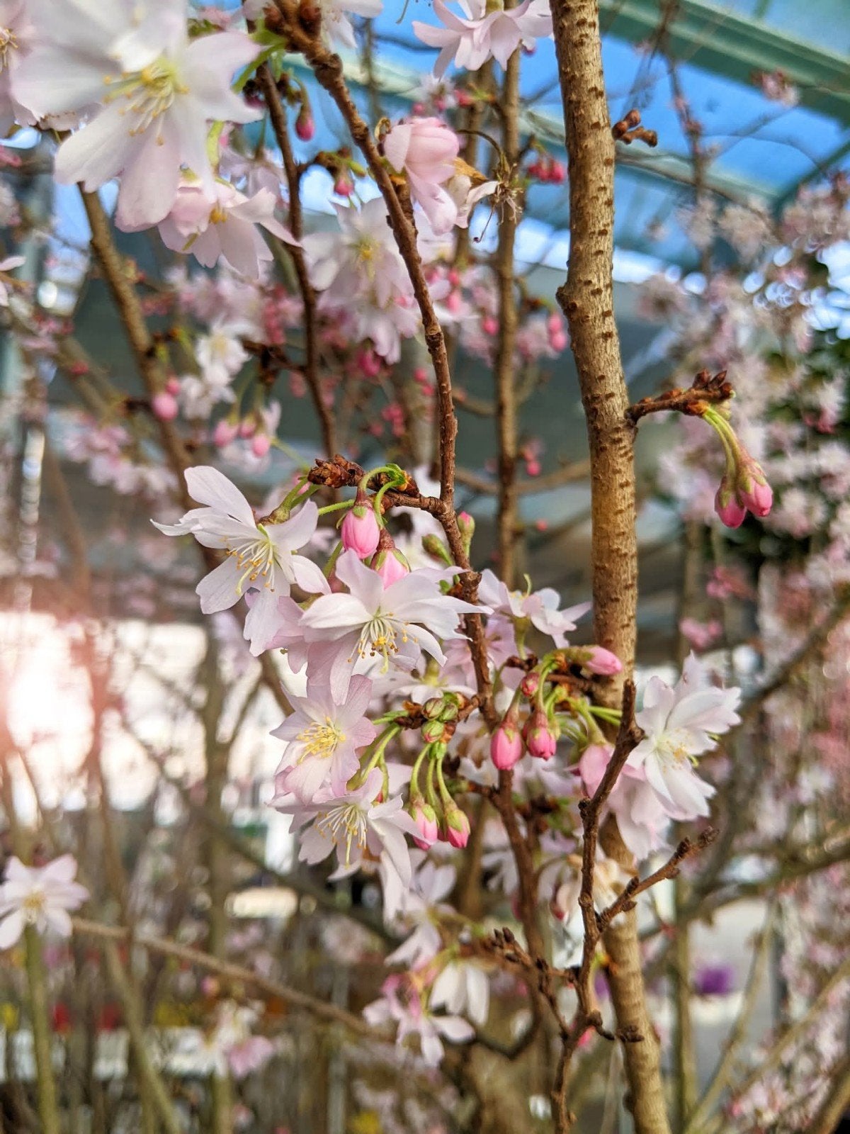 ‼️japanse sierkers aan promoprijzen ‼️, Ophalen, Taxus