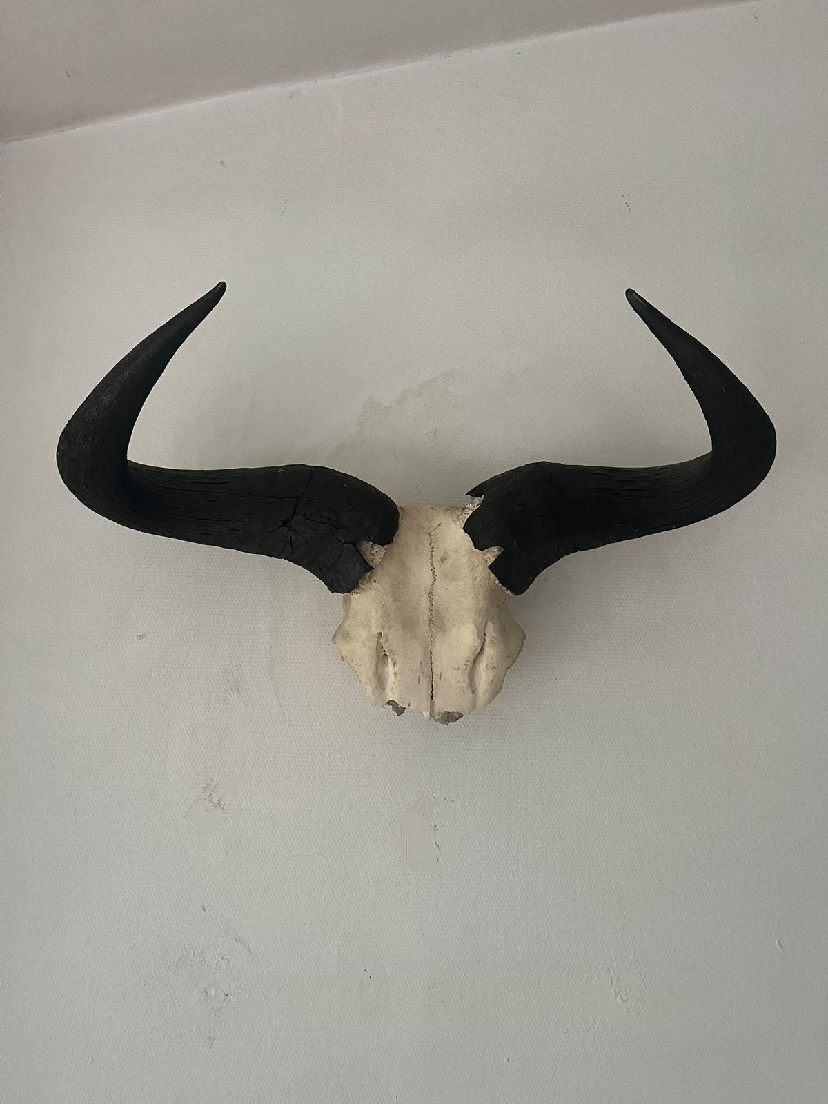 Schedel buffel, Verzamelen, Ophalen, Zo goed als nieuw, Schedel