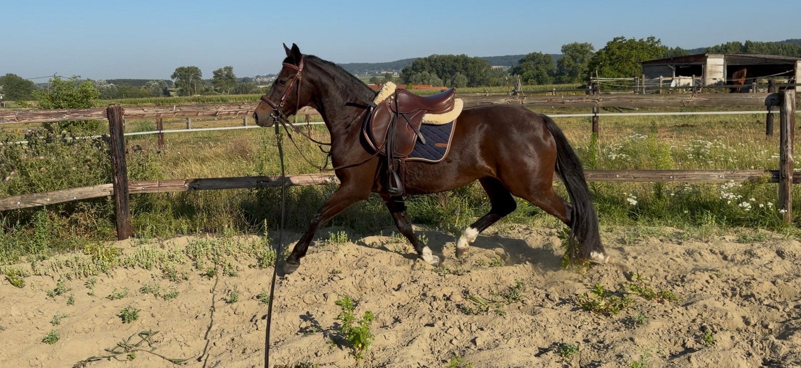 Veelbelovende 3-jarige D-sportpony met TOP afstamming, Dieren en Toebehoren, Zadelmak