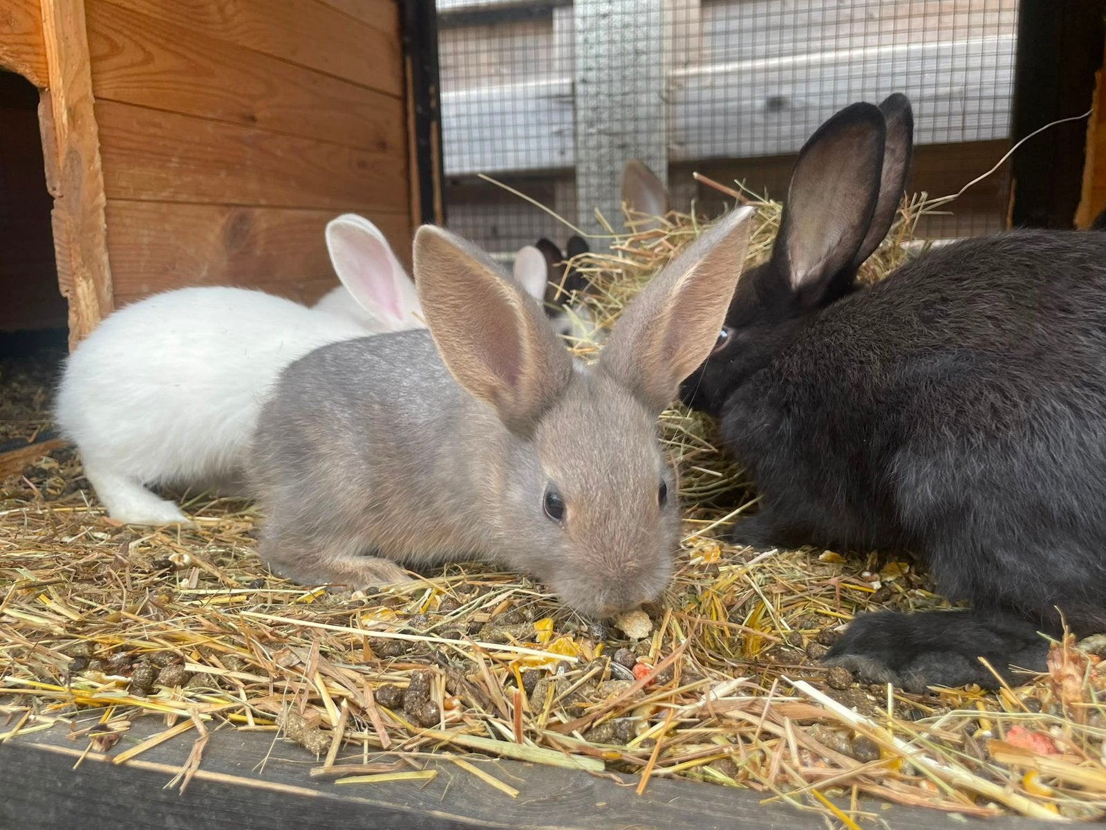 GRATIS-Konijntjes, Dieren en Toebehoren, Konijnen