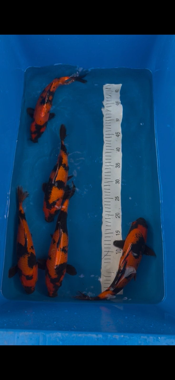 Japanse Koi Hi Utsuri, Dieren en Toebehoren