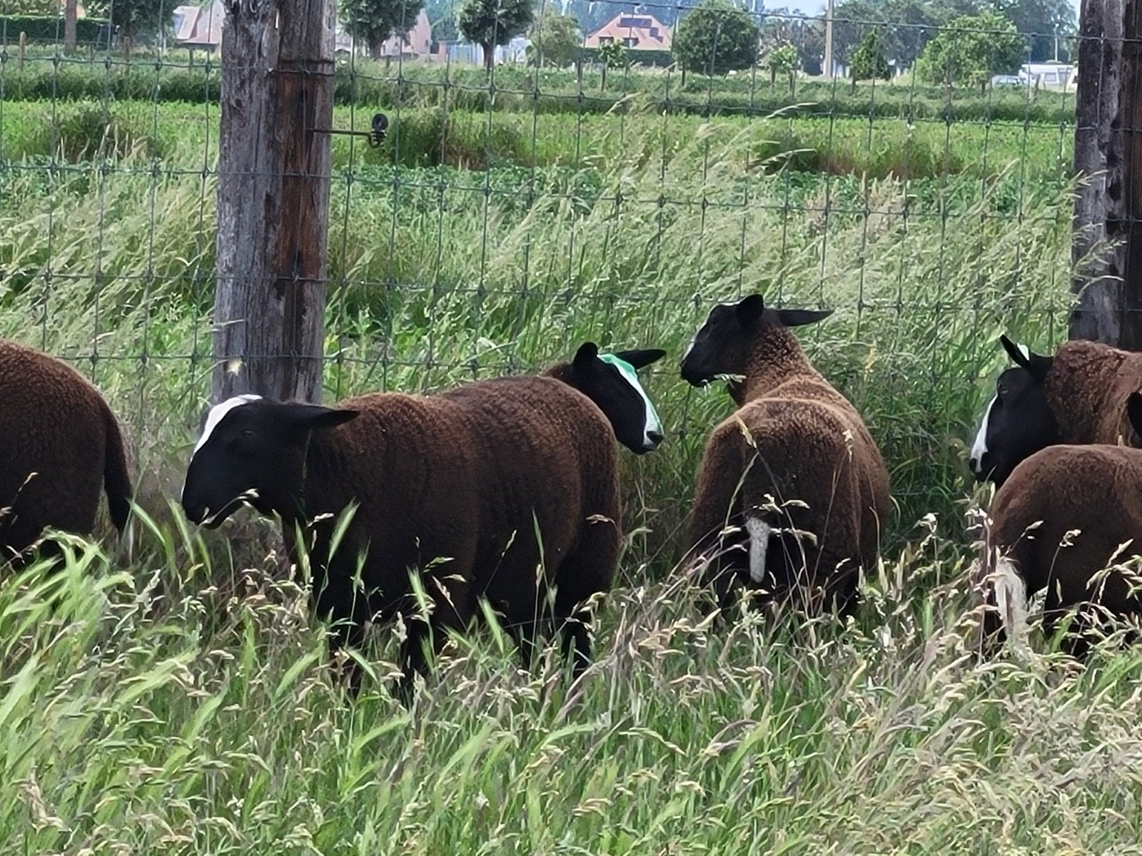 schapen, Schaap