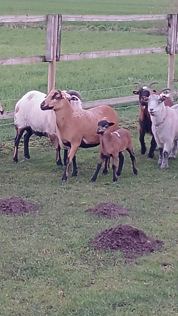 kameroenschaap, Dieren en Toebehoren, Vrouwelijk, Schaap, 0 tot 2 jaar