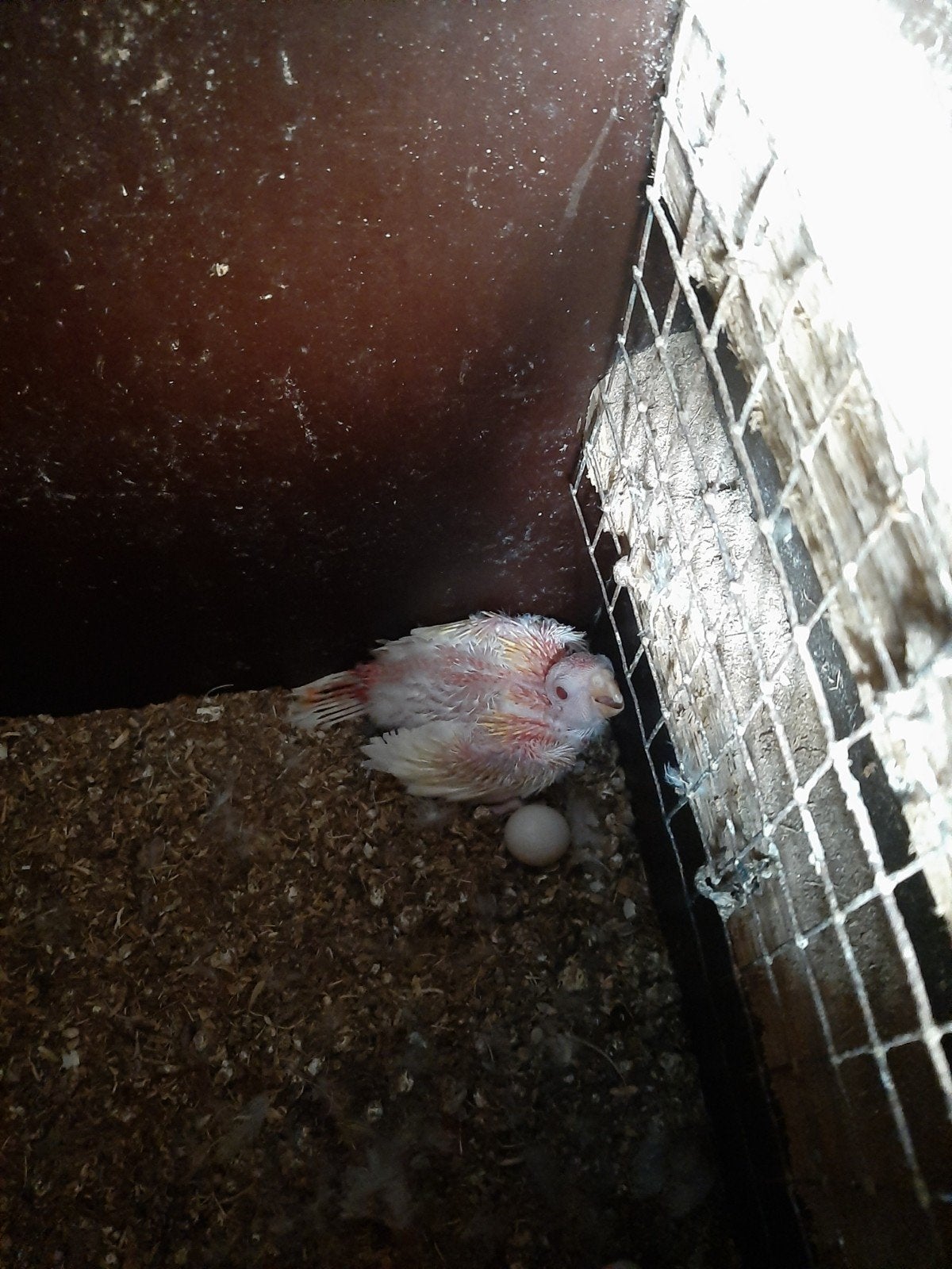 Rosella, Dieren en Toebehoren