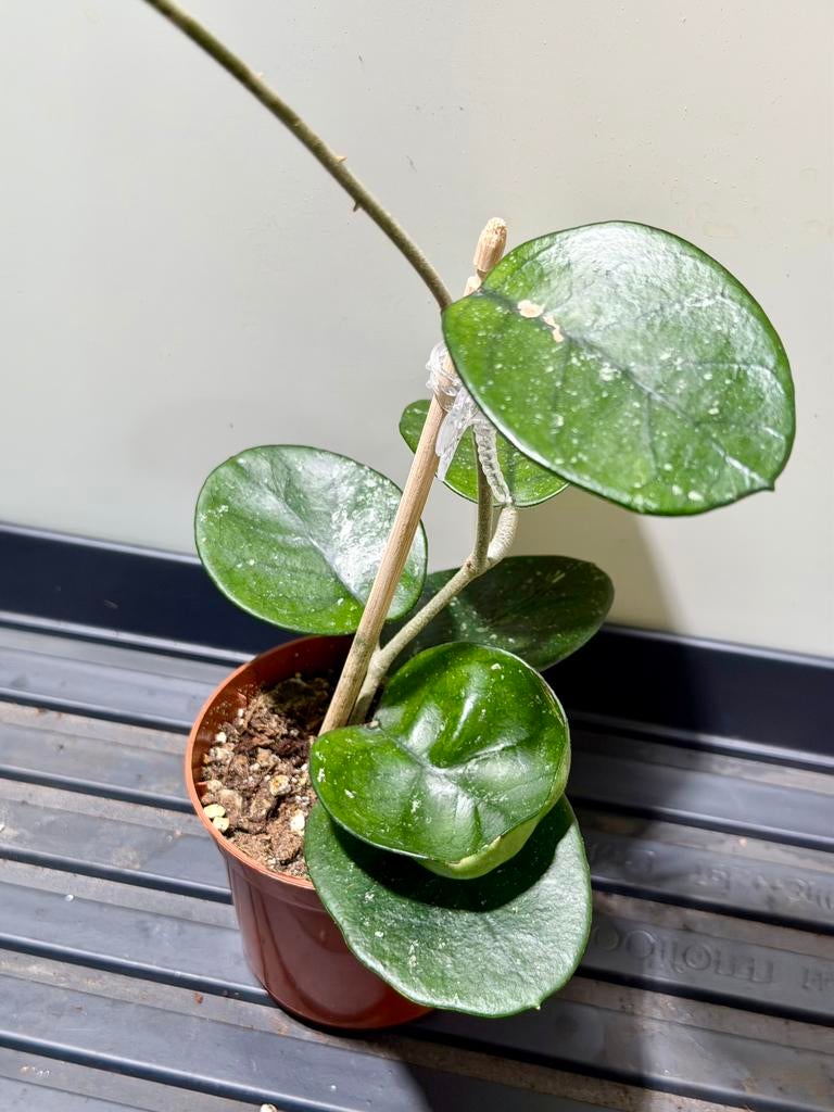 Hoya bonii, Enlèvement ou Envoi