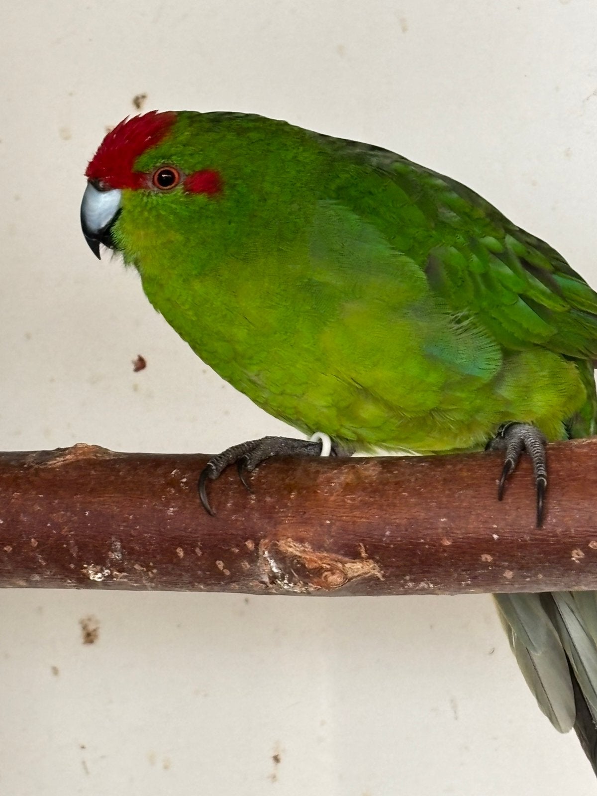 3 Kakariki s, Dieren en Toebehoren, Vogels | Parkieten en Papegaaien, Meerdere dieren, Parkiet, Geringd