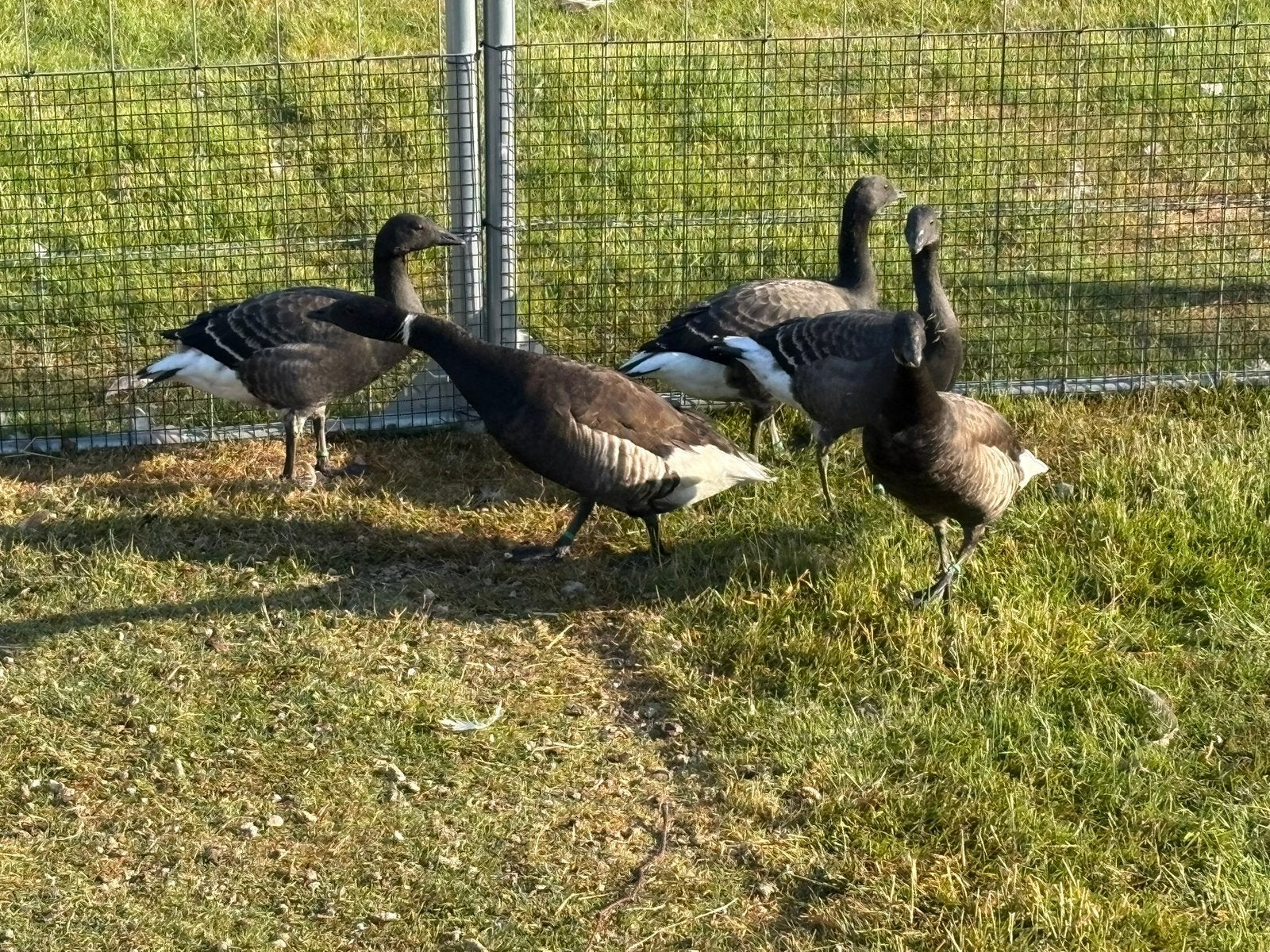 Rotganzen, Animaux & Accessoires, Volatiles, Plusieurs animaux, Oie ou Cygne