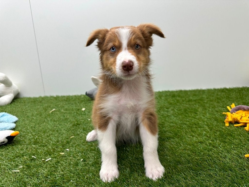 Chiots Border Collie
