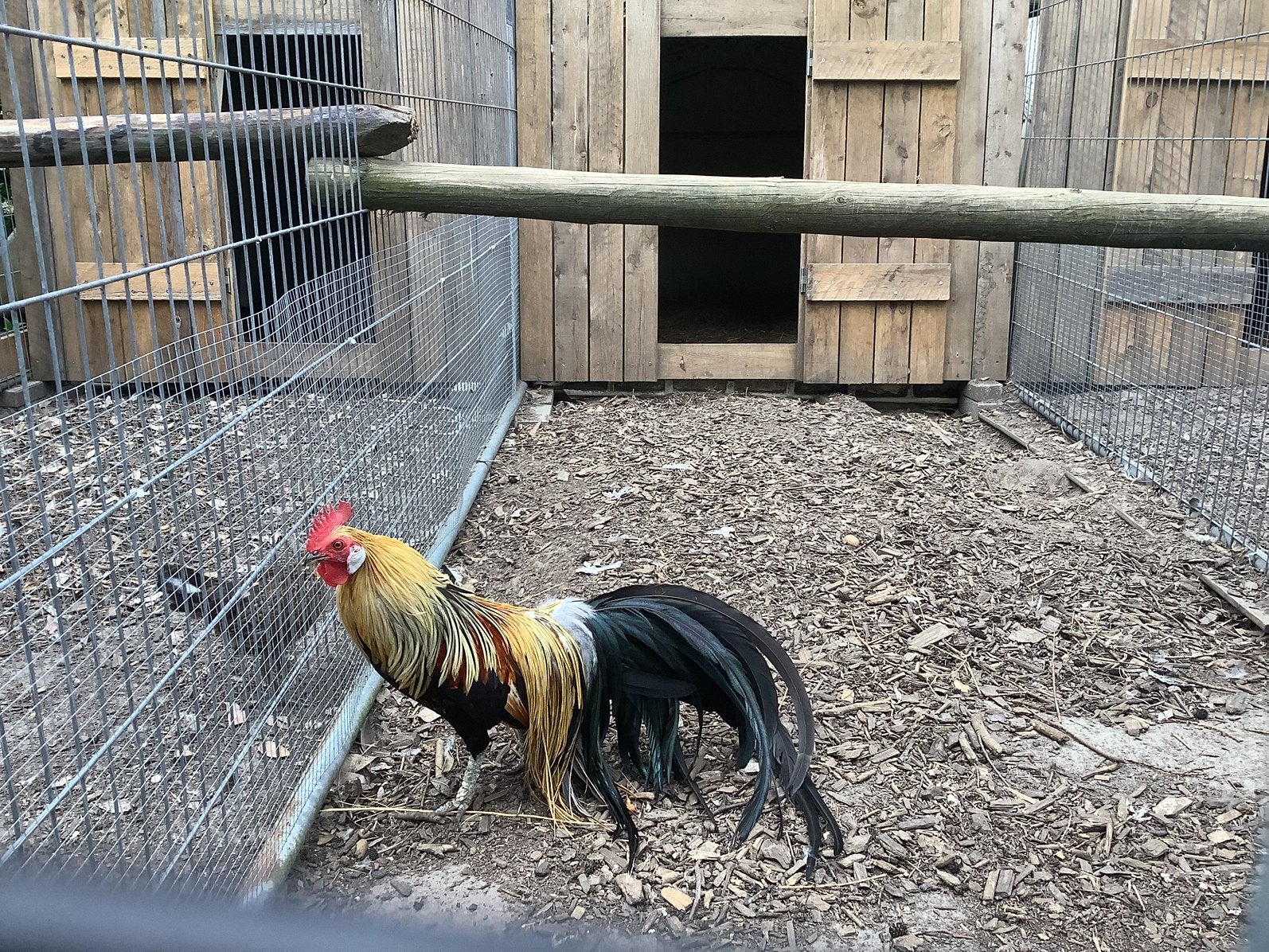 Phoenix, Dieren en Toebehoren