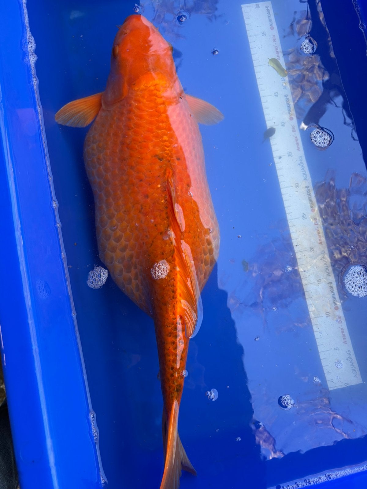 Gratis 45 cm dikke koi, Animaux & Accessoires, Carpe ou Koï
