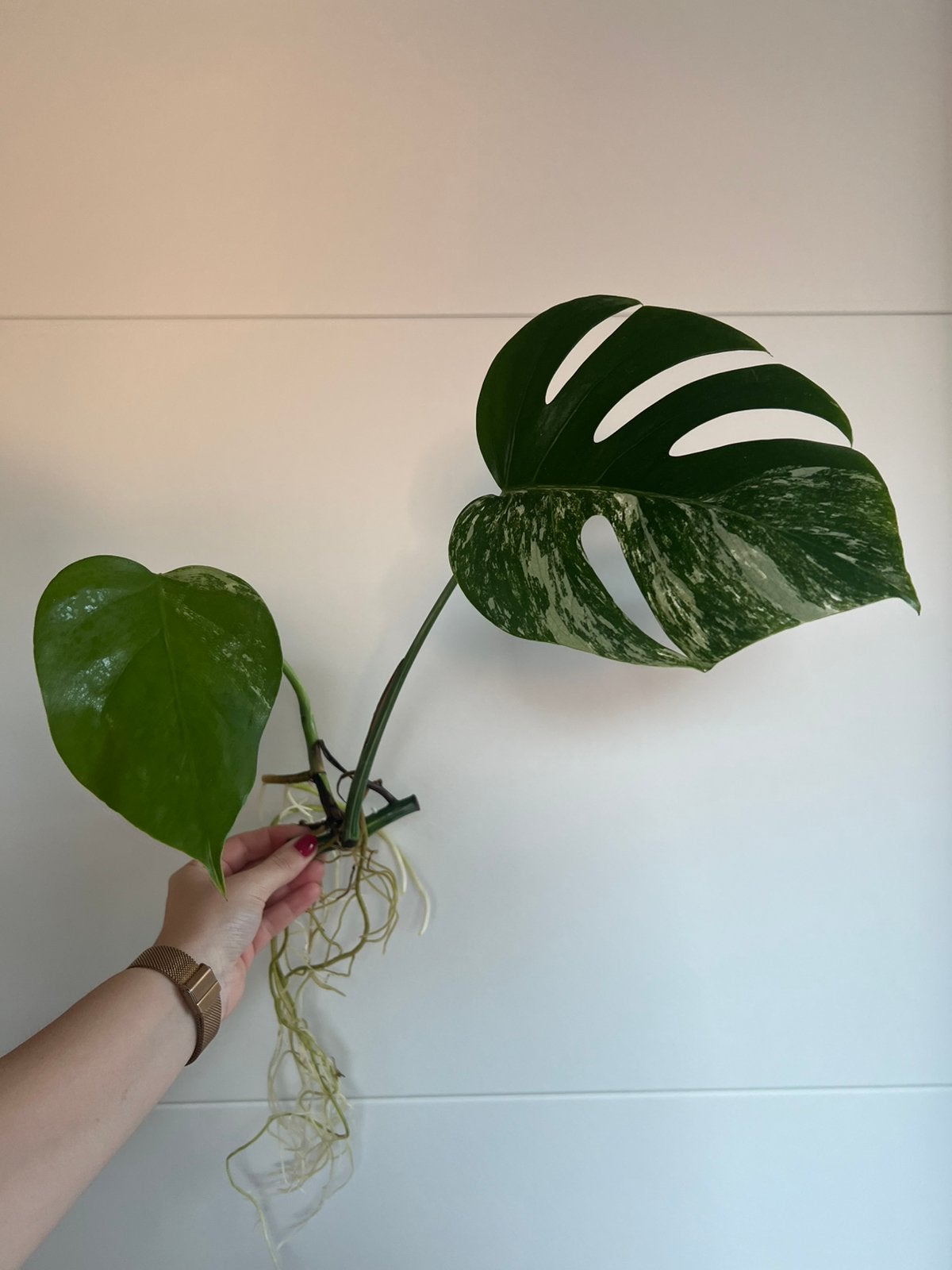Monstera variegata stek, Ophalen