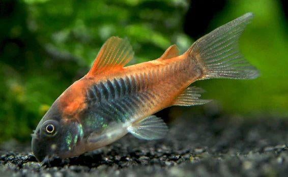 Corydoras Venezuela Orange, Dieren en Toebehoren, Vis, Zoetwatervis, Schoolvis