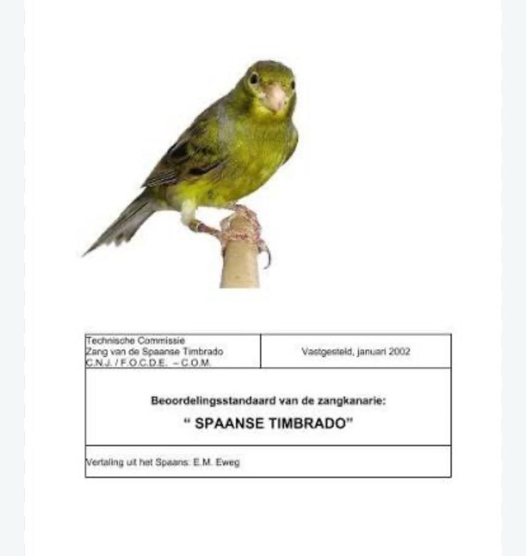 Timbrado zangkanarie pop gezocht