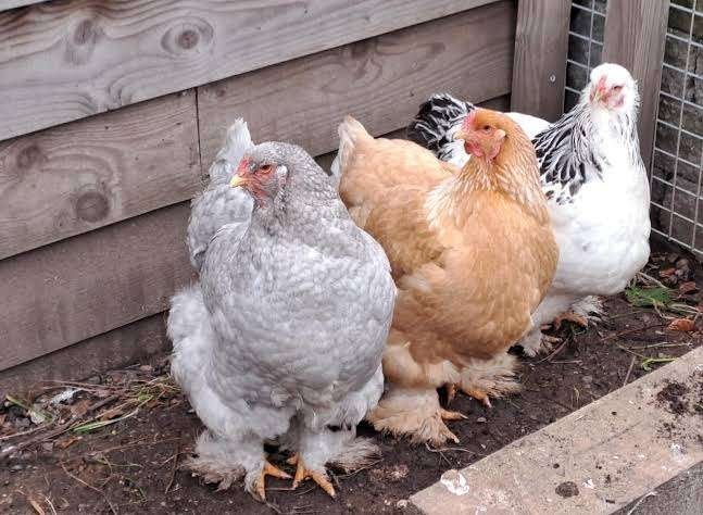 Brahma tous couleurs action 4+1 GRATUITE 0499/082381, Animaux & Accessoires, Femelle, Poule ou poulet