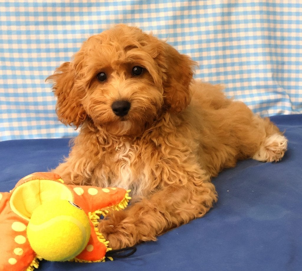 Des chiots Maltipoo super mignons !, 15 semaines à 1 an, Étranger, Chien (mâle), Hépatite contagieuse (maladie de Rubarth)
