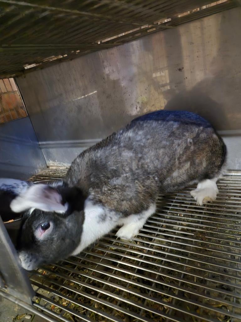 Lapin geant almand et papillon femelle, Femelle, Grand, 0 à 2 ans