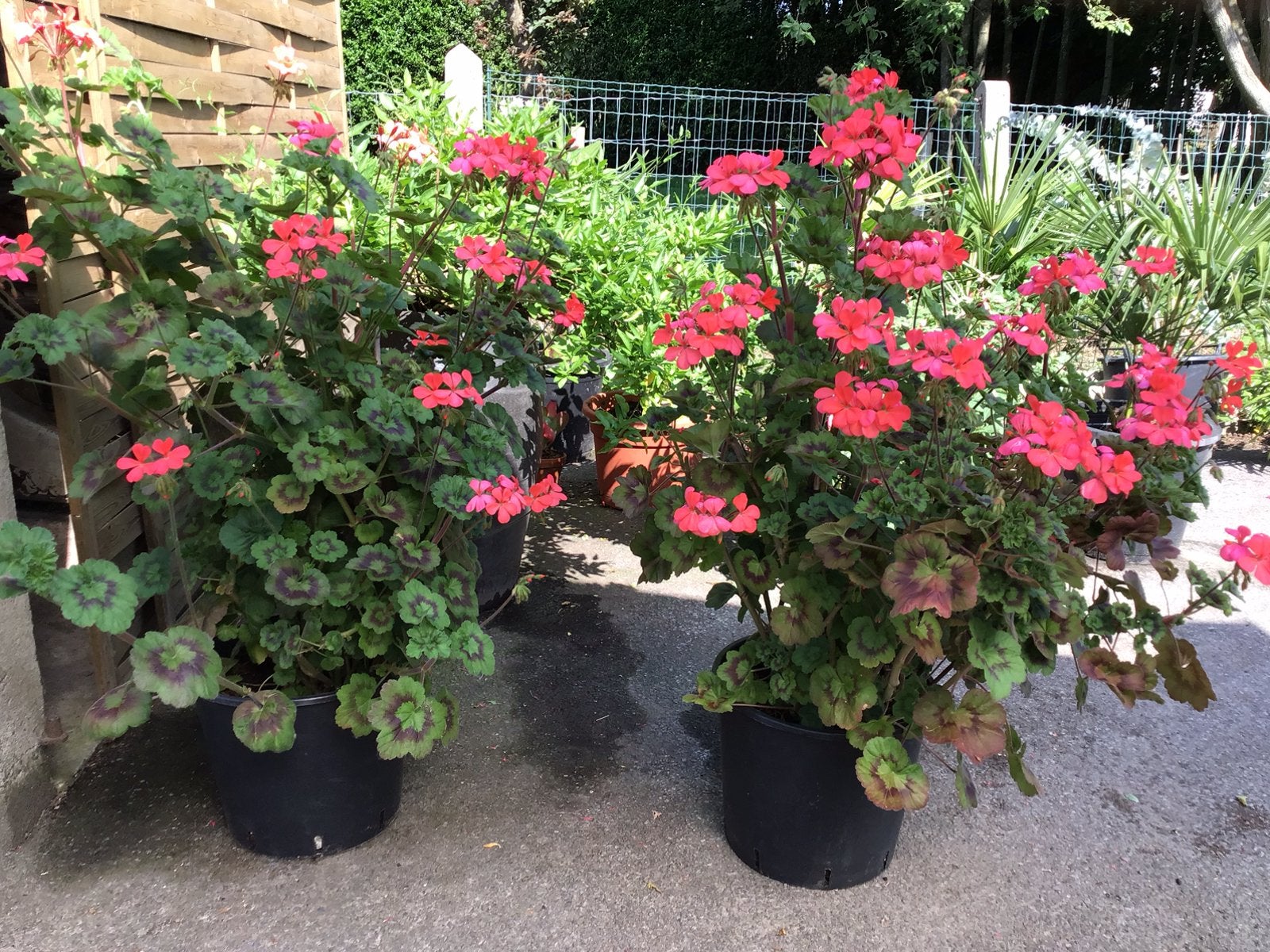 Geraniums te koop, Ophalen, Zomer, Eenjarig, Halfschaduw