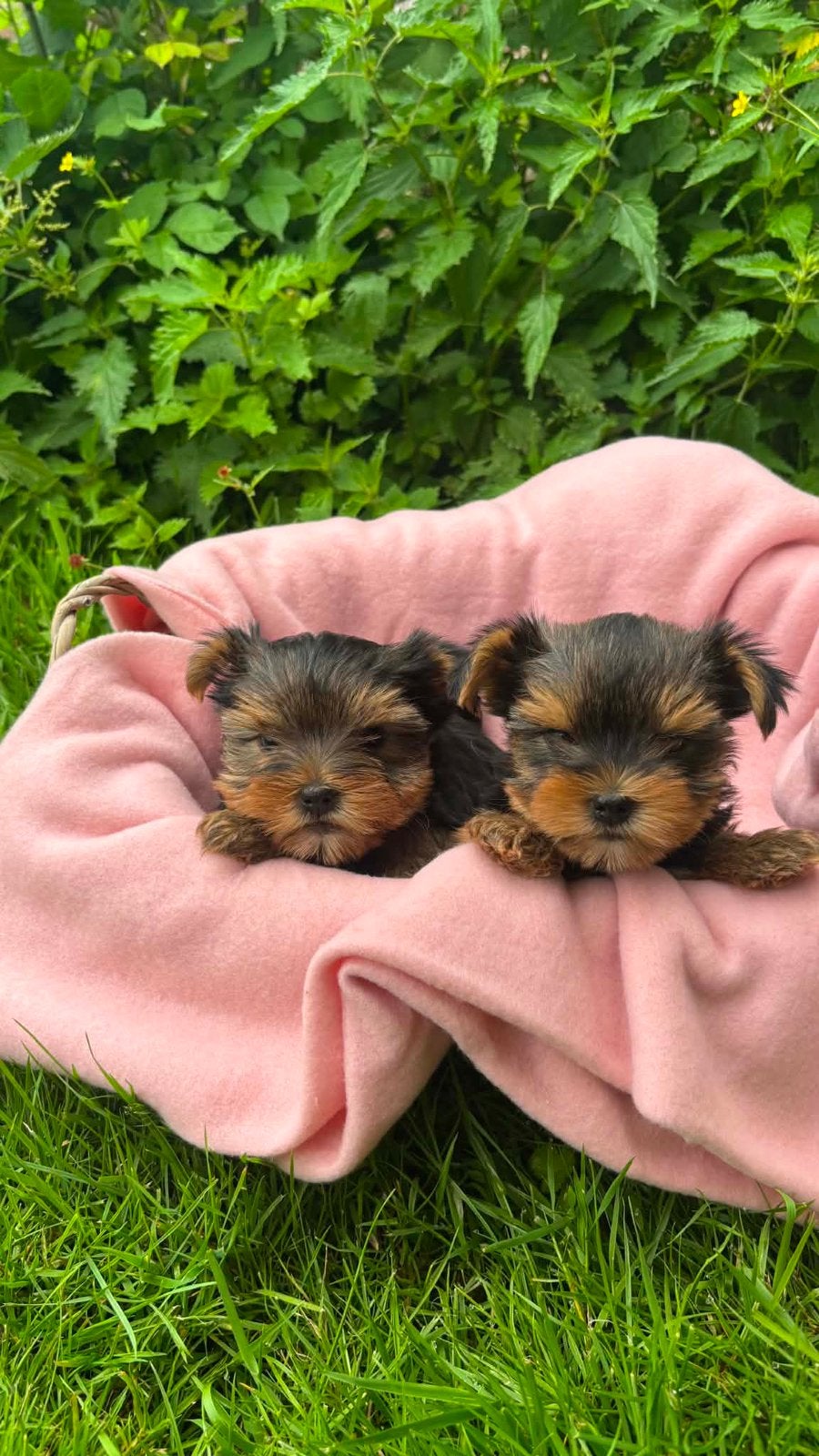 Yorkshire puppy’tjes, Dieren en Toebehoren, Honden | Jack Russells en Terriërs, Yorkshire Terriër, België, Particulier, 8 tot 15 weken