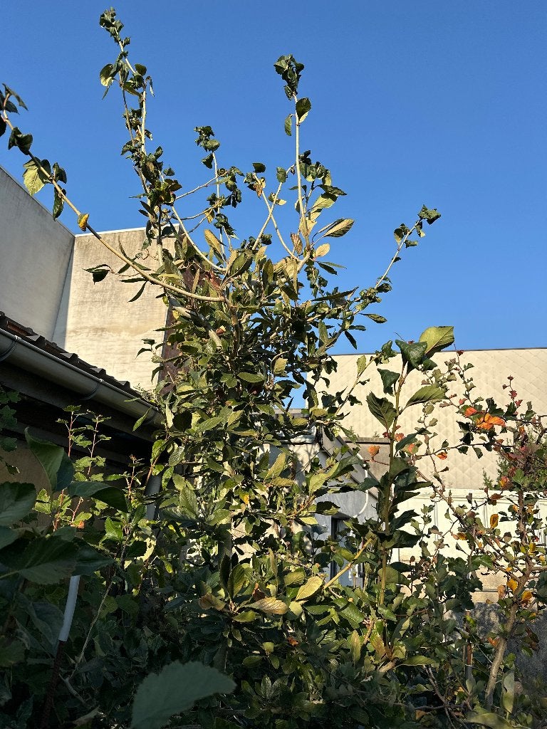 Meidoorn Crataegus mexicana “Stipulacea”, Ophalen, Lente, Overige soorten, Volle zon
