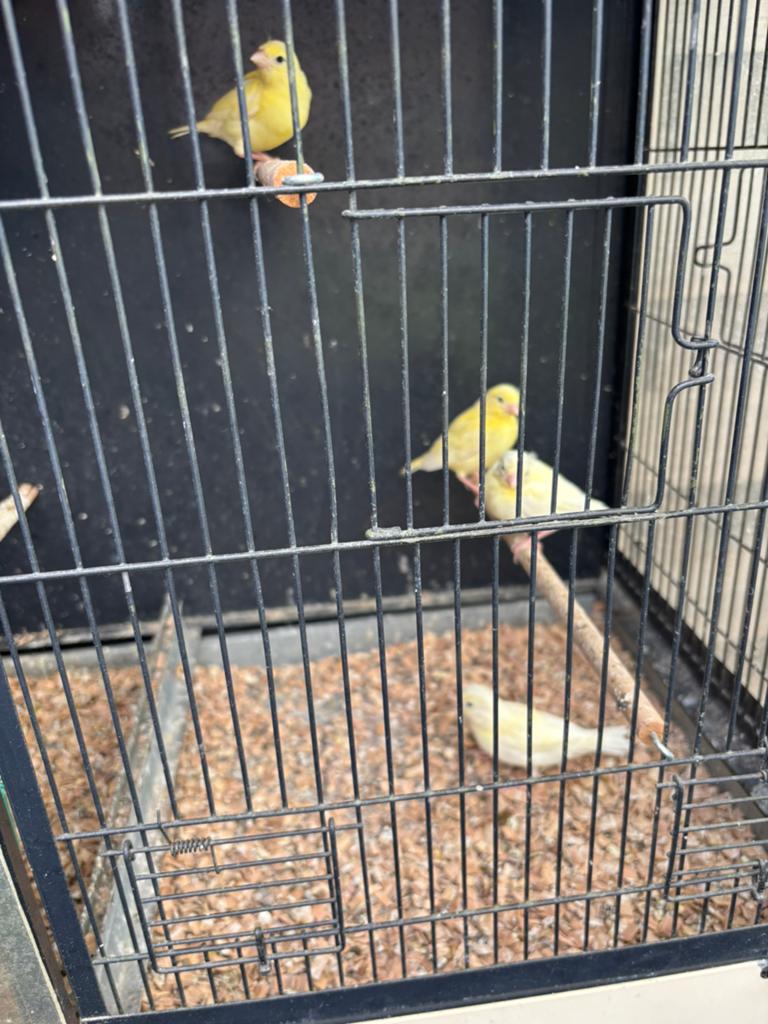 Kanarie jongen, Dieren en Toebehoren, Vogels | Kanaries, Geslacht onbekend