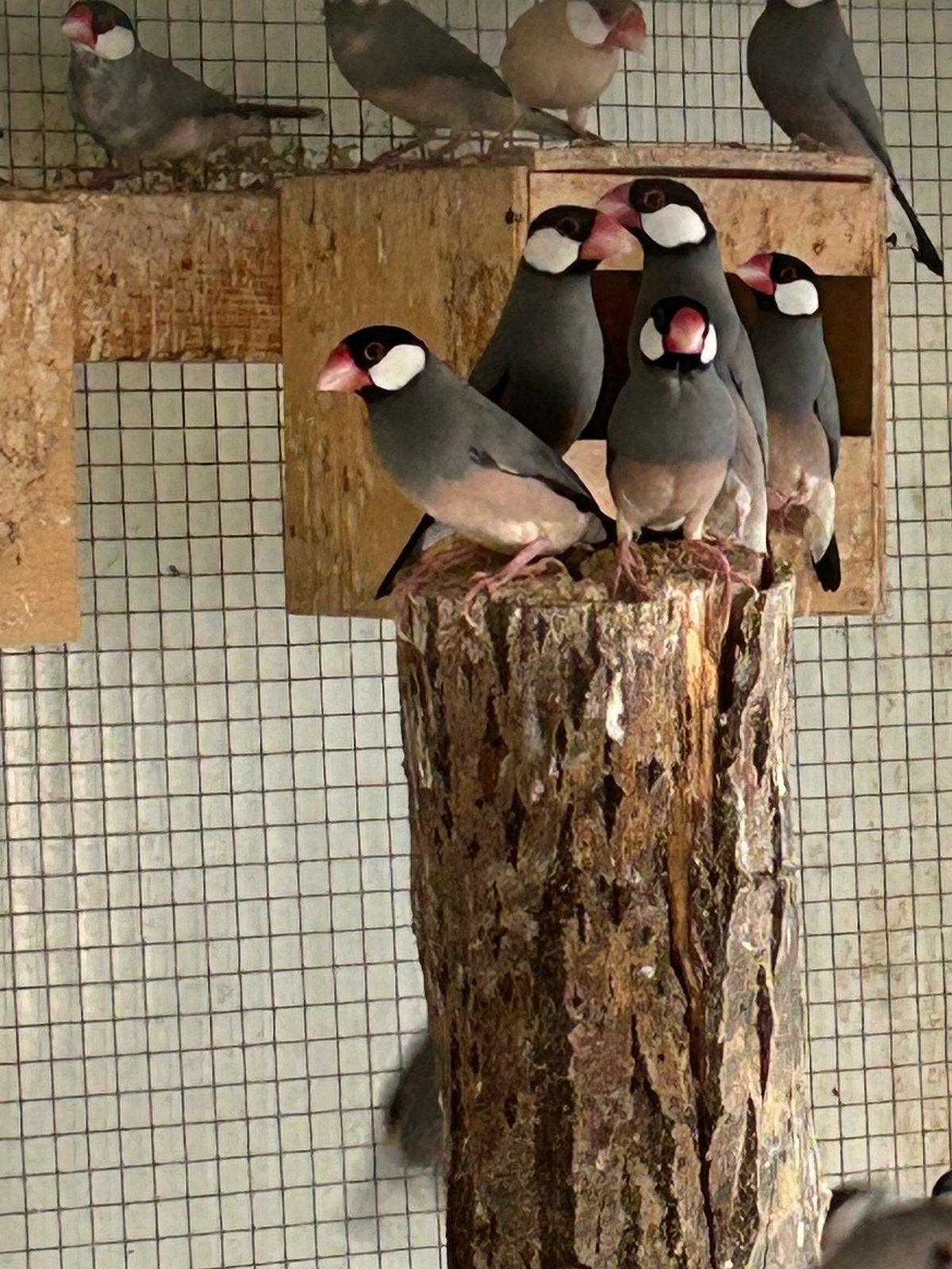 Oiseaux de riz et champignons, Sexe inconnu