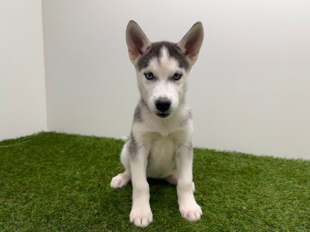 Chiots Husky de Sibérie, Maladie de Carré (chiens), Plusieurs, Chien de traîneau, Belgique