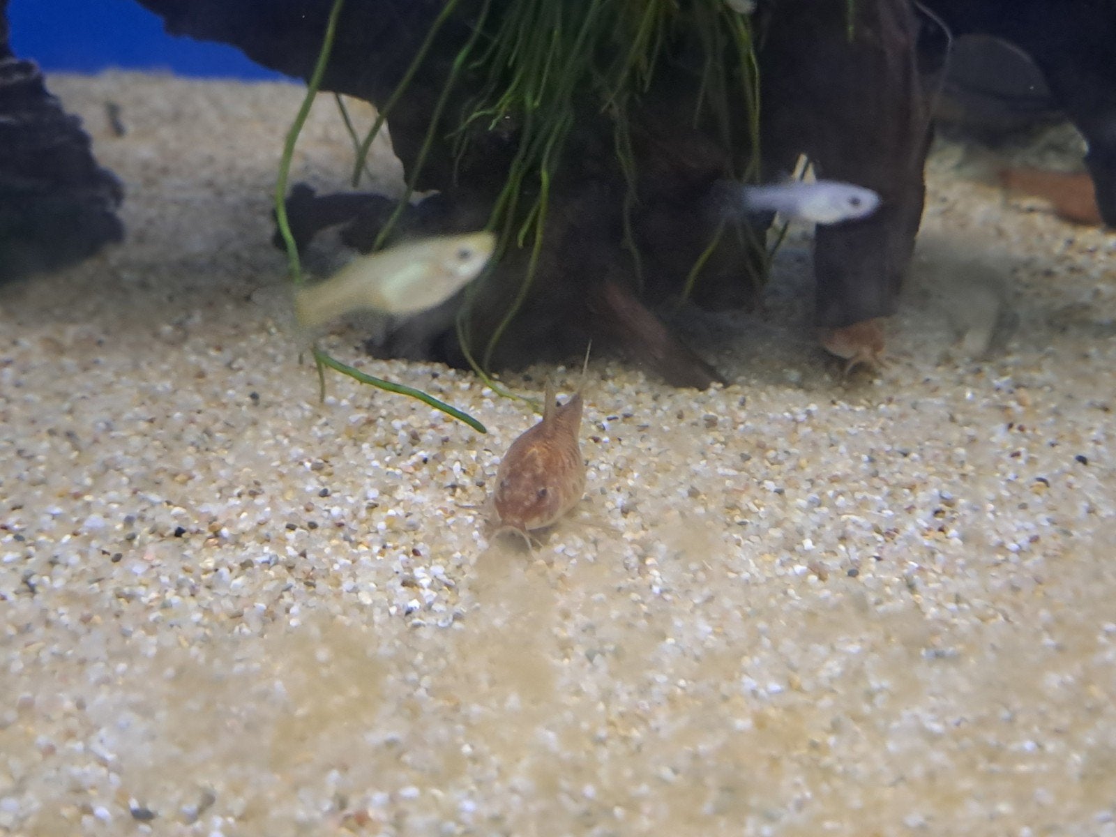 kweekgroep aspidoras red, Dieren en Toebehoren, Vis, Zoetwatervis, Schoolvis