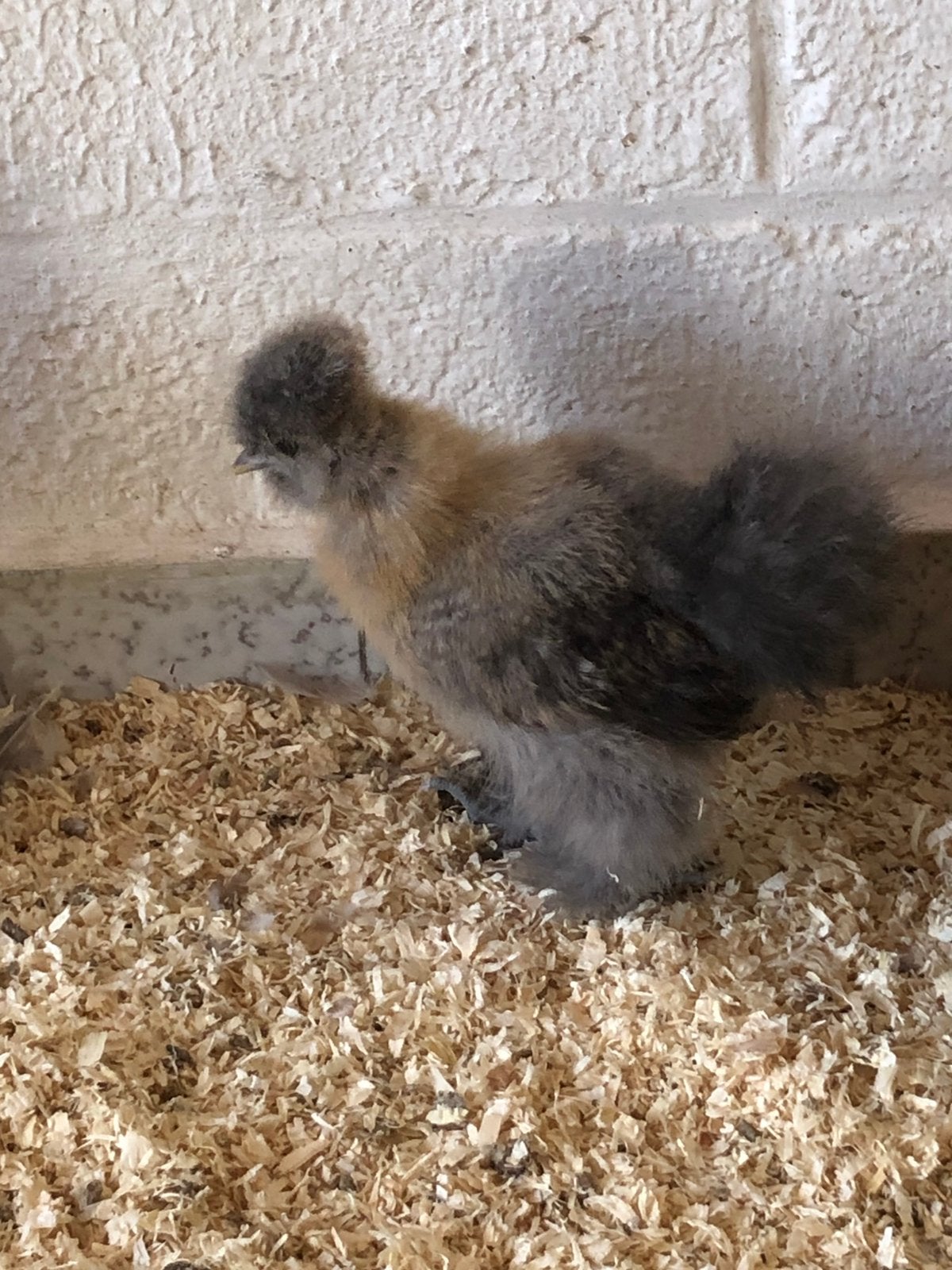 Usa zijdehoen hennen, Dieren en Toebehoren, Vrouwelijk, Kip